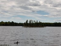U.P. Robinson Lake Parcel : Iron River : Iron County : Michigan