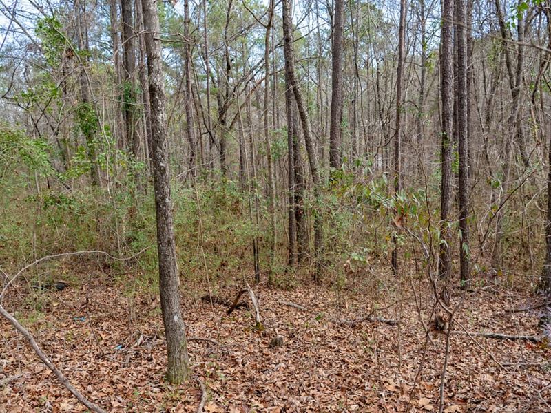 Nice Wooded Lot in Shelby County : Wilsonville : Shelby County : Alabama