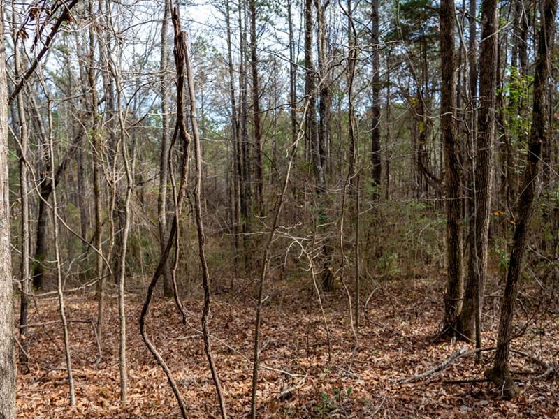 Wooded Lot Shelby County Lot 7 : Wilsonville : Shelby County : Alabama