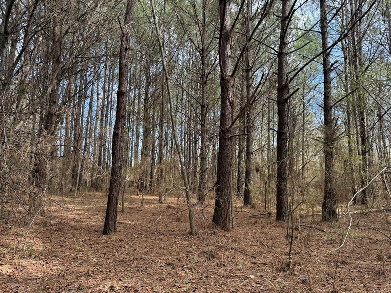 15 Acres Zoned Hwy Commercial : Oak Grove : Talladega County : Alabama