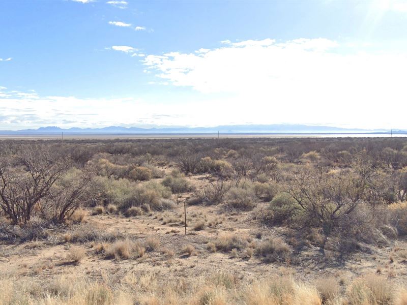 Bird Watching at Willcox Playa : Cochise : Cochise County : Arizona