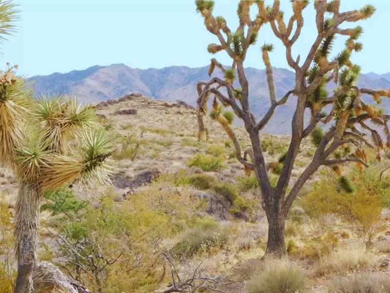 High Desert Escape $125-$250/Mo : Dolan Springs : Mohave County : Arizona
