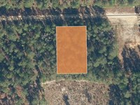 Lightly Wooded .34 Acres Near Lake : Florahome : Putnam County : Florida