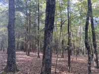 4 Acres to Build or Hunt on in TN : Morris Chapel : Hardin County : Tennessee