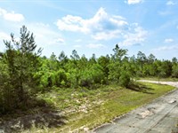 .59 Acre Parcel in Sunny Hills, FL : Chipley : Washington County : Florida