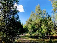 Beautiful Lot to Build or Camp : Pagosa Springs : Archuleta County : Colorado