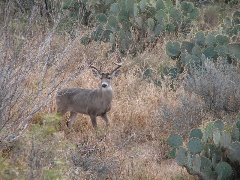 13.88 Acres Of Hunting Land : San Diego : Duval County : Texas